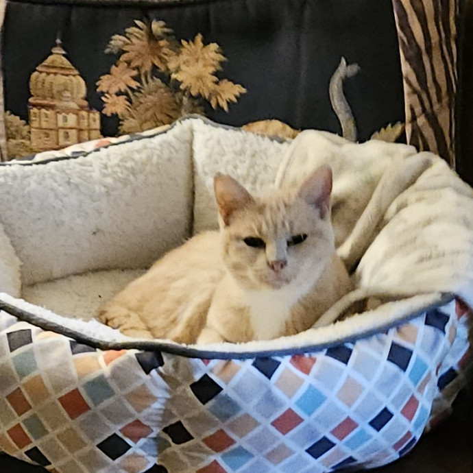 Blue Ribbon Cat Sitter Of Queen City