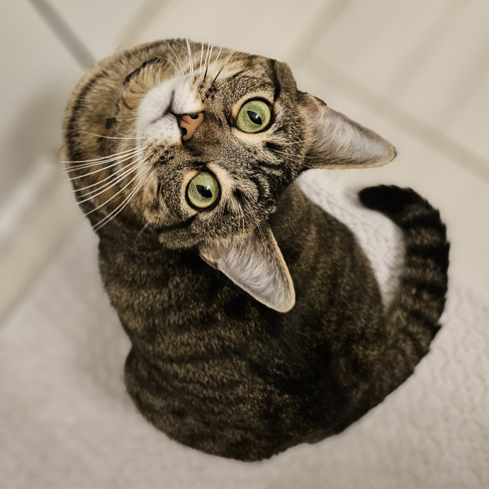 Blue Ribbon Cat Sitter Of Queen City