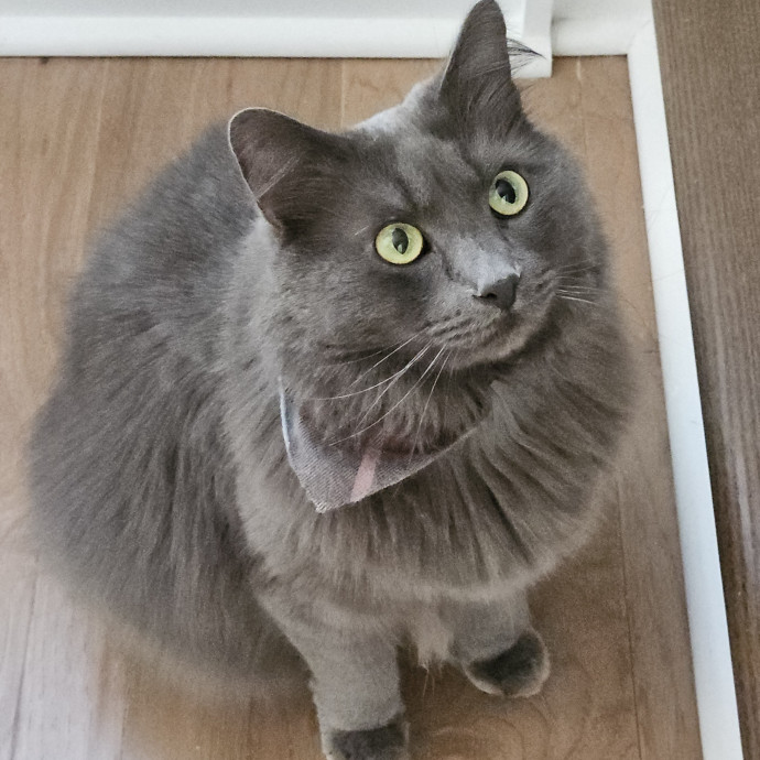 Blue Ribbon Cat Sitter Of Queen City