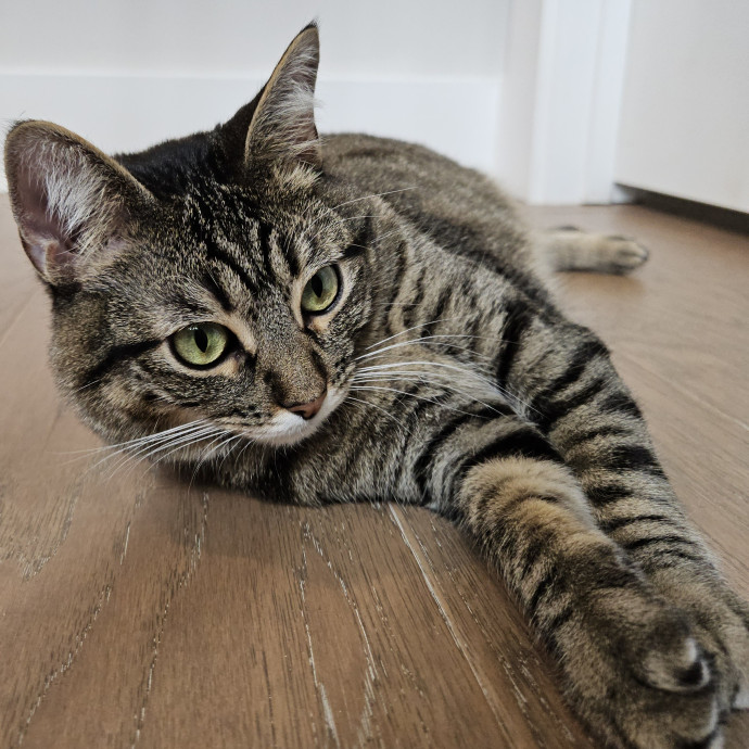 Blue Ribbon Cat Sitter Of Queen City