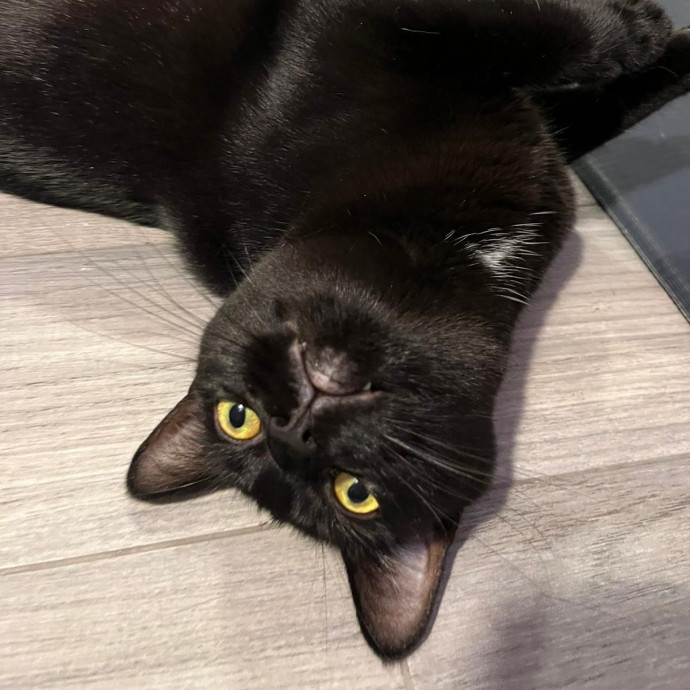 Blue Ribbon Cat Sitter Of Queen City