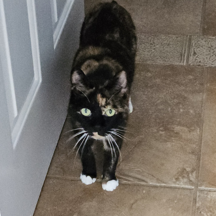 Blue Ribbon Cat Sitter Of Queen City