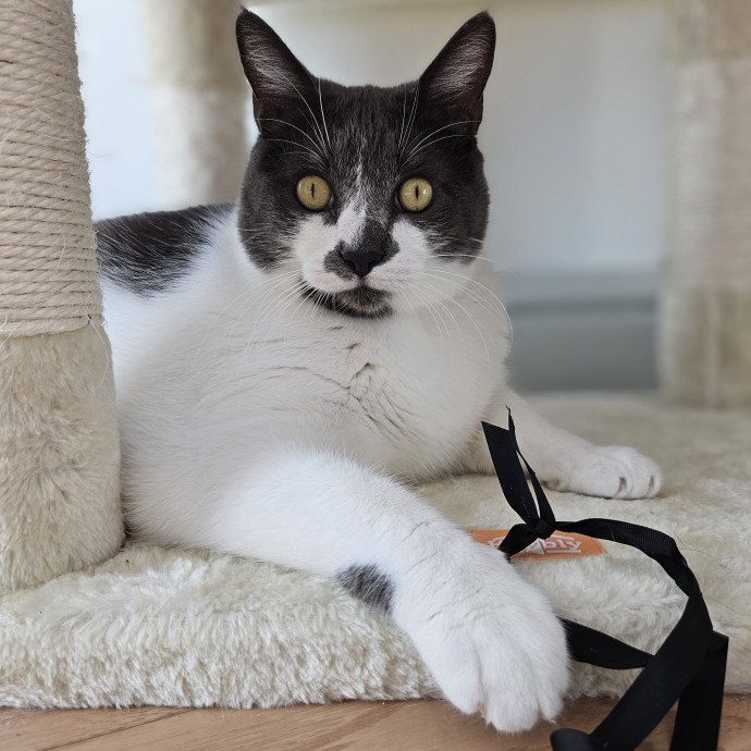 Blue Ribbon Cat Sitter Of Queen City