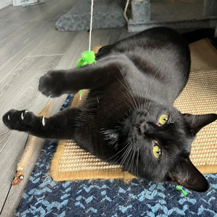 Blue Ribbon Cat Sitter Of Queen City
