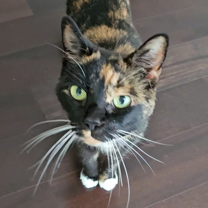 Blue Ribbon Cat Sitter Of Queen City