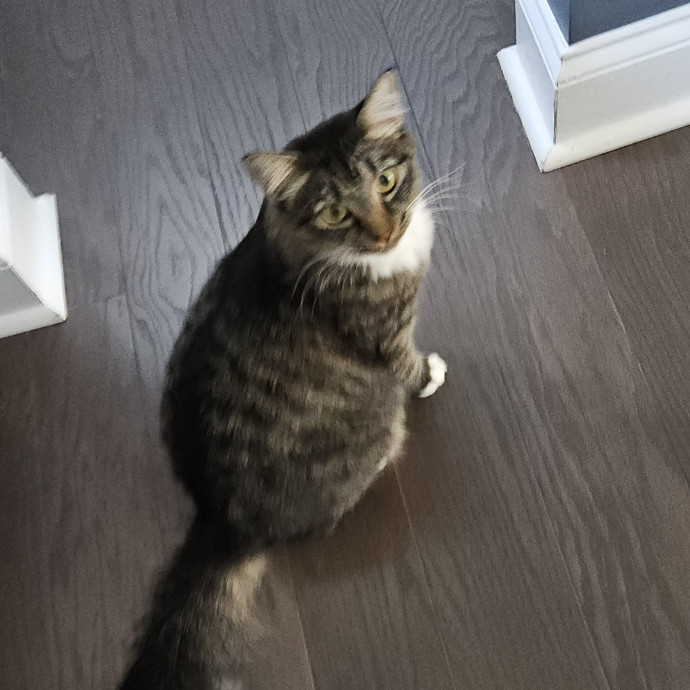 Blue Ribbon Cat Sitter Of Queen City