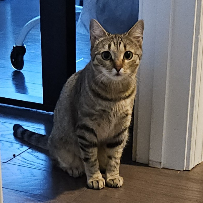 Blue Ribbon Cat Sitter Of Queen City