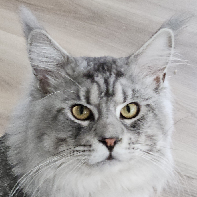 Blue Ribbon Cat Sitter Of Queen City