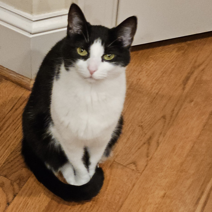 Blue Ribbon Cat Sitter Of Queen City