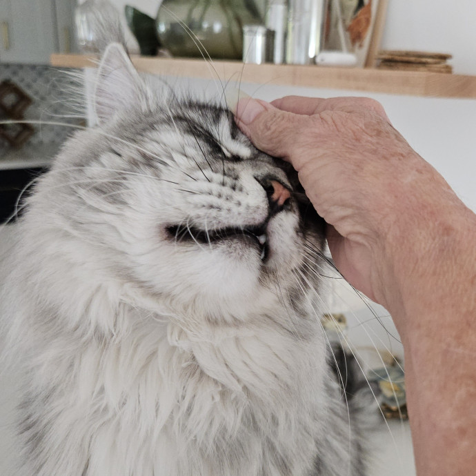 Blue Ribbon Cat Sitter Of Queen City