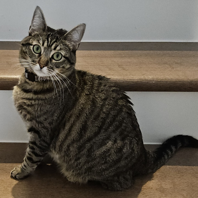 Blue Ribbon Cat Sitter Of Queen City
