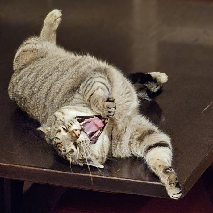Blue Ribbon Cat Sitter Of Queen City