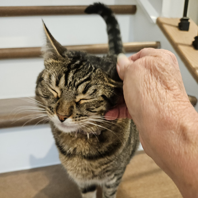 Blue Ribbon Cat Sitter Of Queen City
