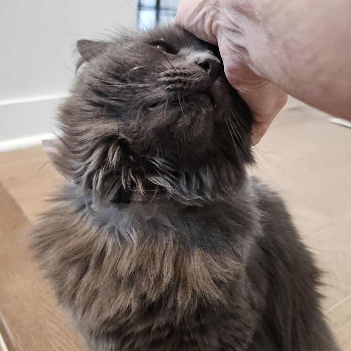 Blue Ribbon Cat Sitter Of Queen City