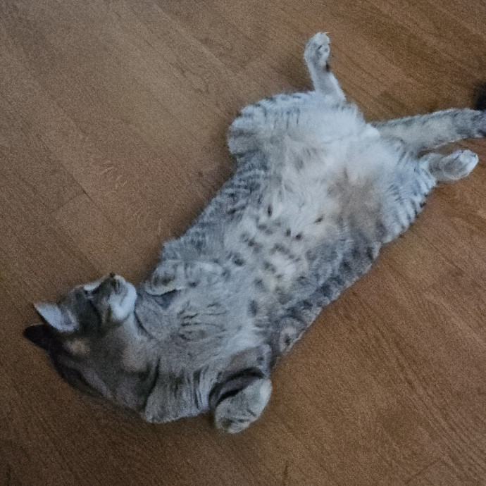 Blue Ribbon Cat Sitter Of Queen City