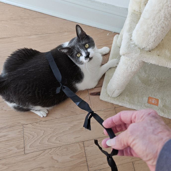 Blue Ribbon Cat Sitter Of Queen City