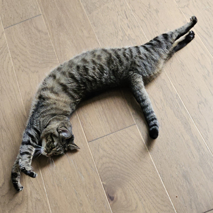 Blue Ribbon Cat Sitter Of Queen City