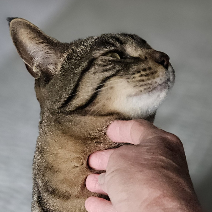 Blue Ribbon Cat Sitter Of Queen City