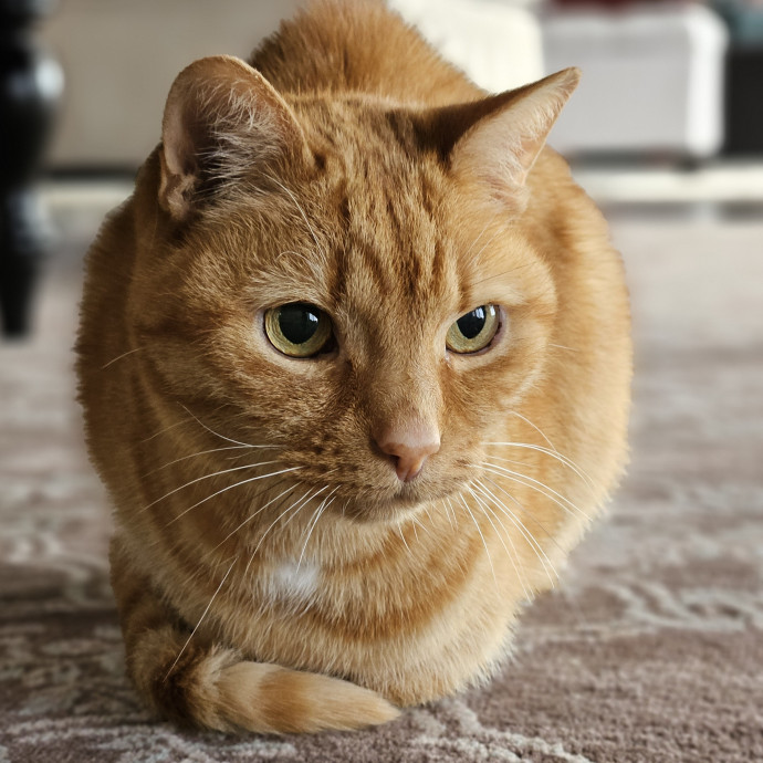 Blue Ribbon Cat Sitter Of Queen City