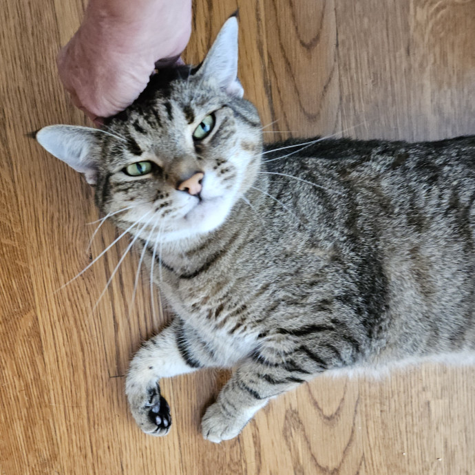 Blue Ribbon Cat Sitter Of Queen City