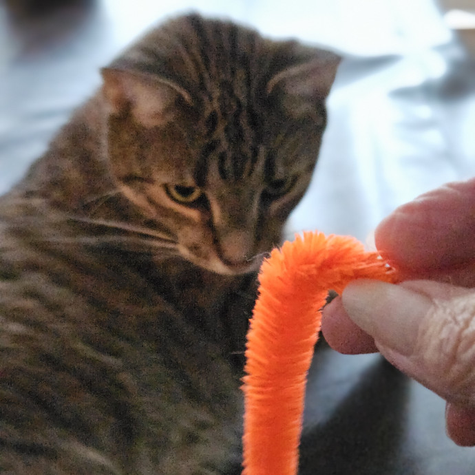Blue Ribbon Cat Sitter Of Queen City