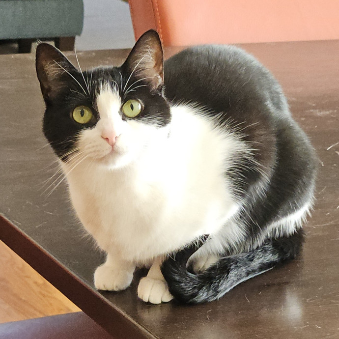 Blue Ribbon Cat Sitter Of Queen City