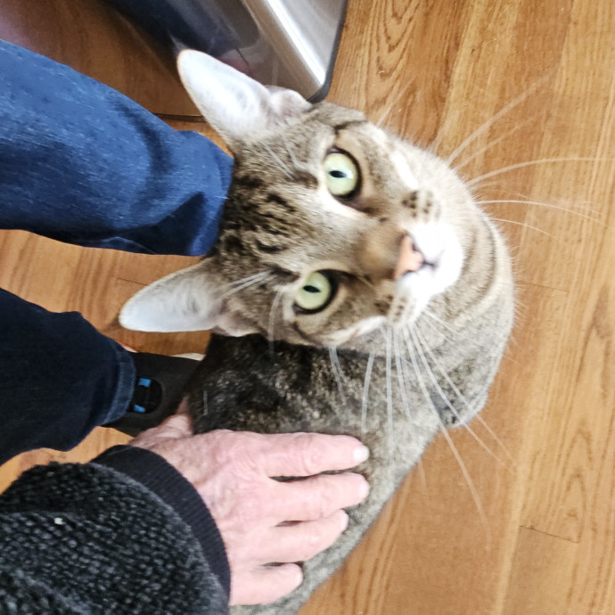 Blue Ribbon Cat Sitter Of Queen City