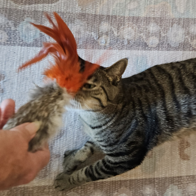 Blue Ribbon Cat Sitter Of Queen City