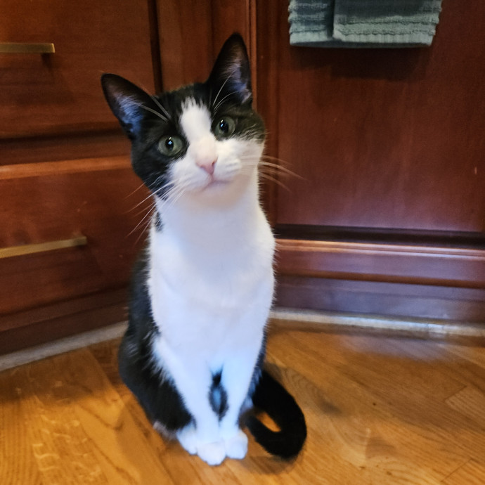 Blue Ribbon Cat Sitter Of Queen City