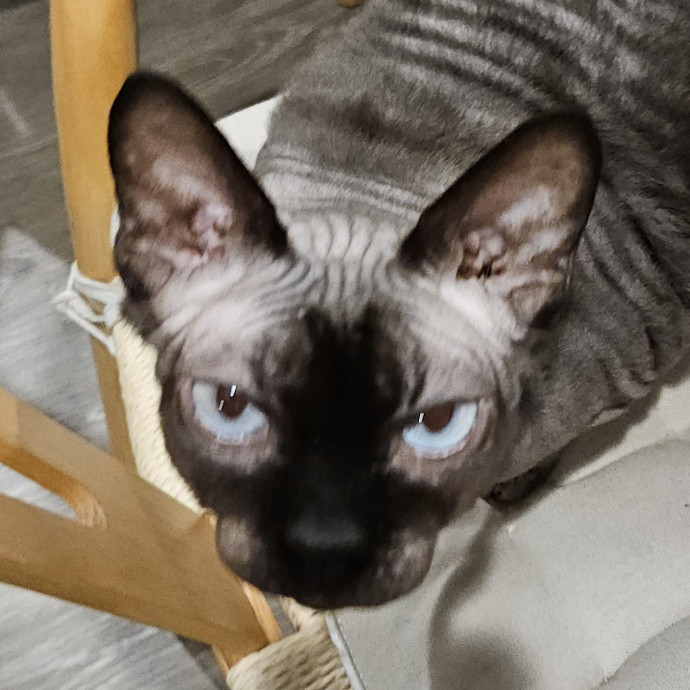 Blue Ribbon Cat Sitter Of Queen City