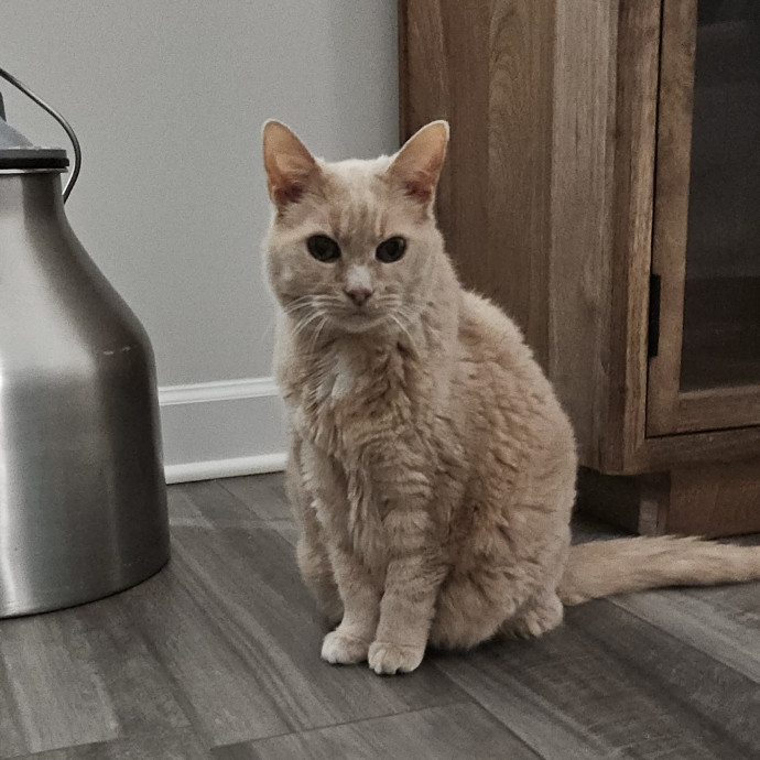 Blue Ribbon Cat Sitter Of Queen City