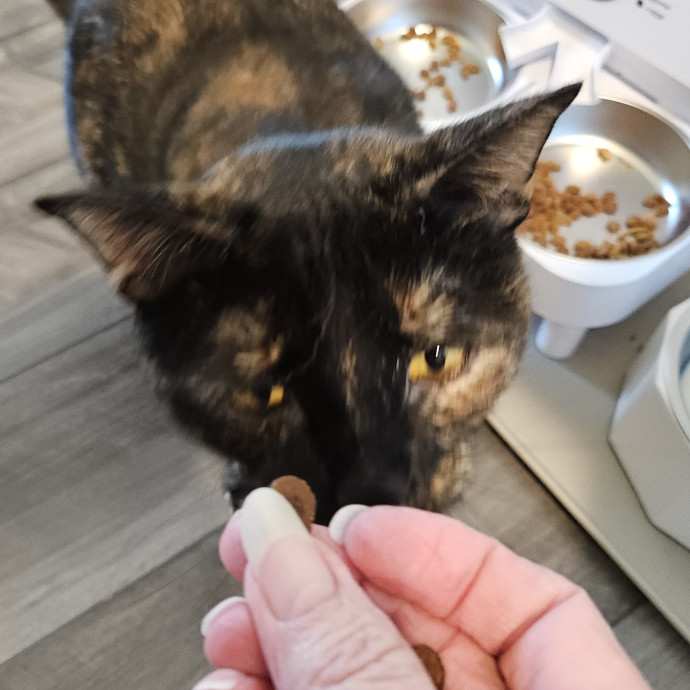Blue Ribbon Cat Sitter Of Queen City