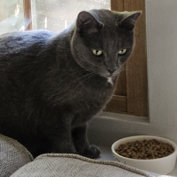 Blue Ribbon Cat Sitter Of Queen City