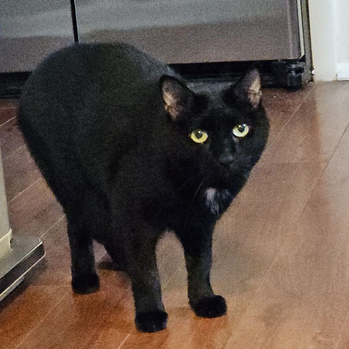 Blue Ribbon Cat Sitter Of Queen City