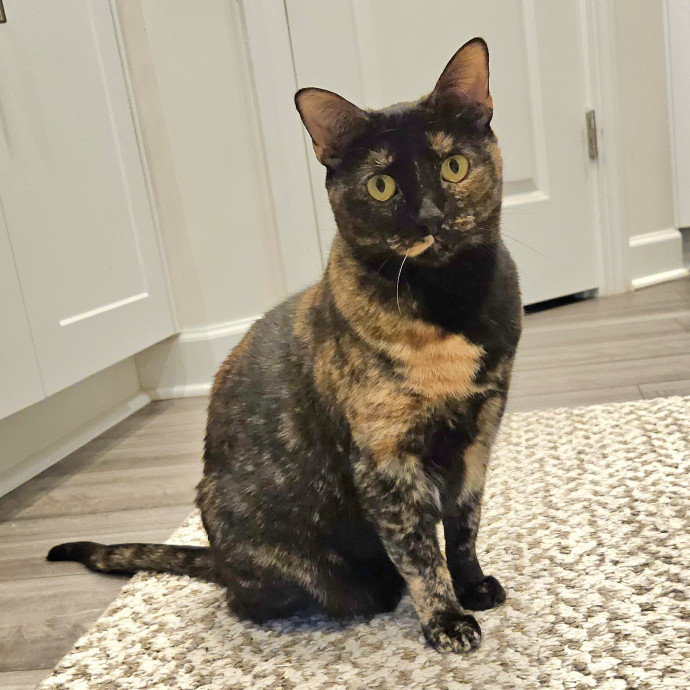 Blue Ribbon Cat Sitter Of Queen City