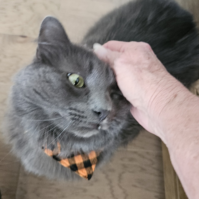 Blue Ribbon Cat Sitter Of Queen City