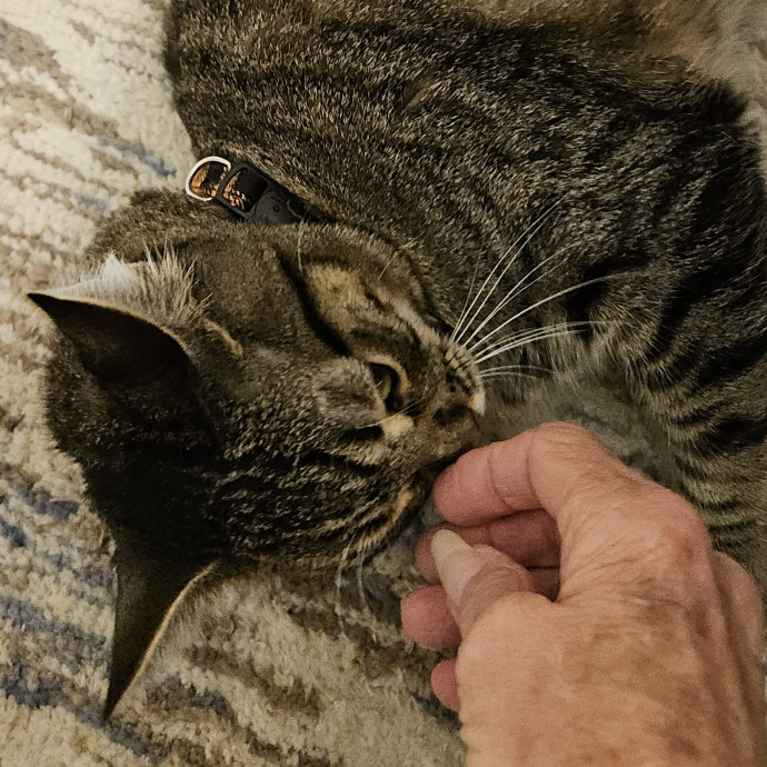 Blue Ribbon Cat Sitter Of Queen City