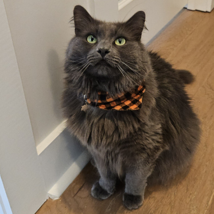 Blue Ribbon Cat Sitter Of Queen City