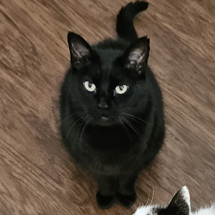 Blue Ribbon Cat Sitter Of Queen City