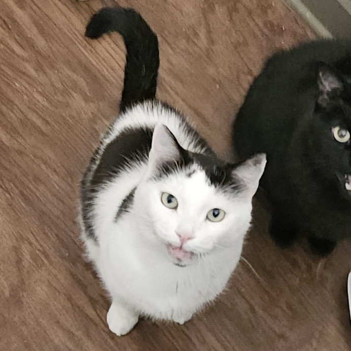 Blue Ribbon Cat Sitter Of Queen City