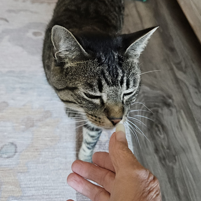 Blue Ribbon Cat Sitter Of Queen City