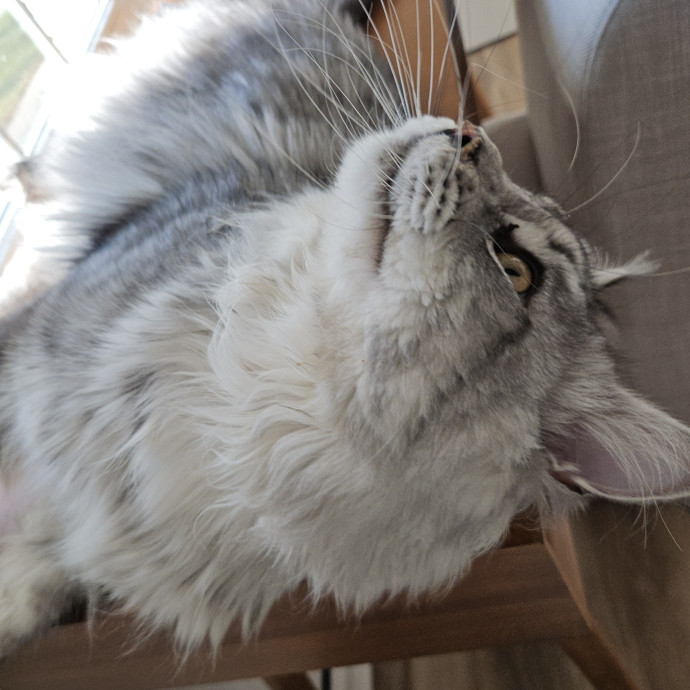 Blue Ribbon Cat Sitter Of Queen City