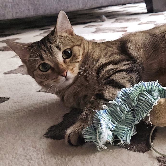 Blue Ribbon Cat Sitter Of Queen City