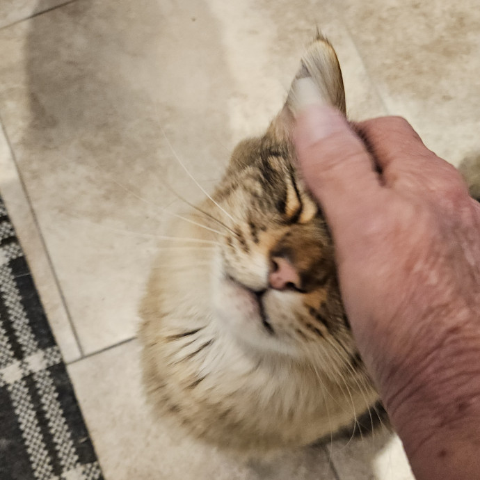 Blue Ribbon Cat Sitter Of Queen City