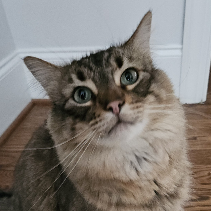 Blue Ribbon Cat Sitter Of Queen City