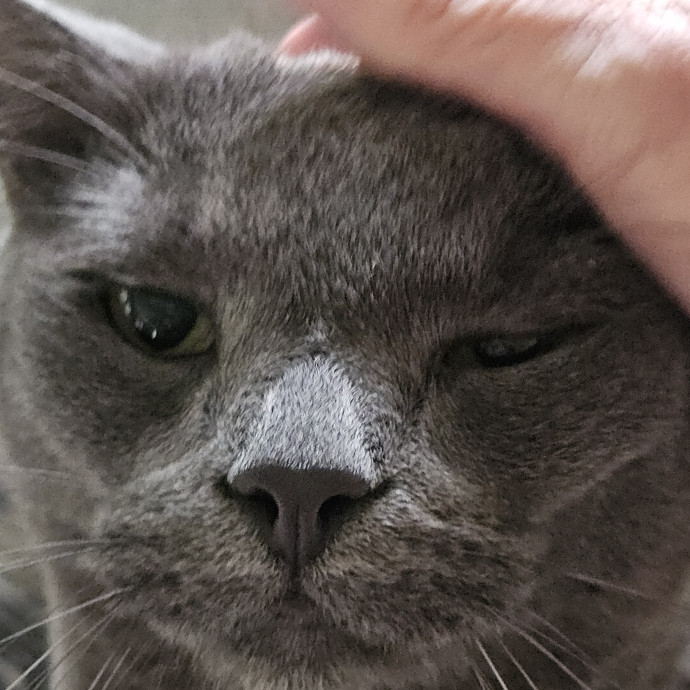 Blue Ribbon Cat Sitter Of Queen City
