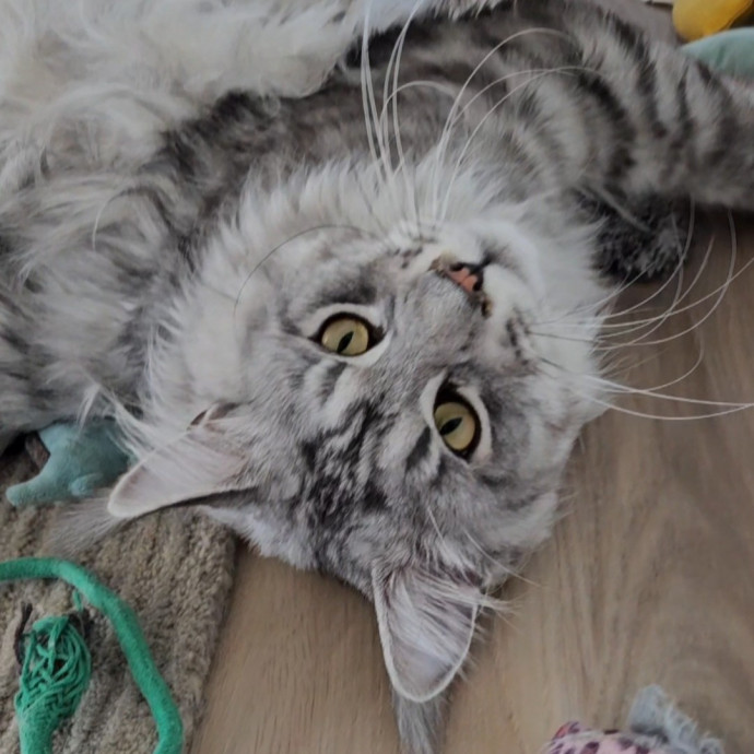 Blue Ribbon Cat Sitter Of Queen City