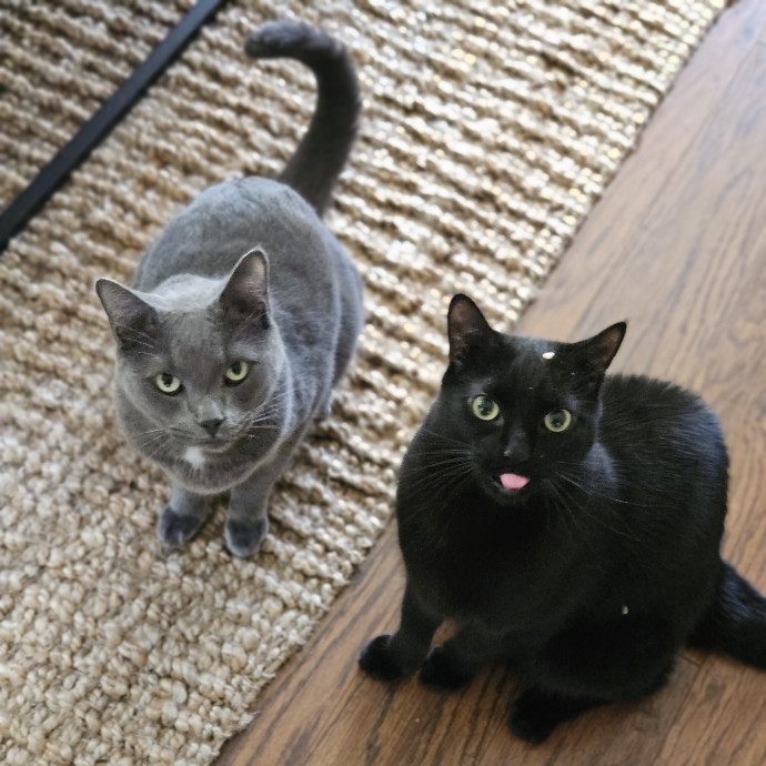 Blue Ribbon Cat Sitter Of Queen City