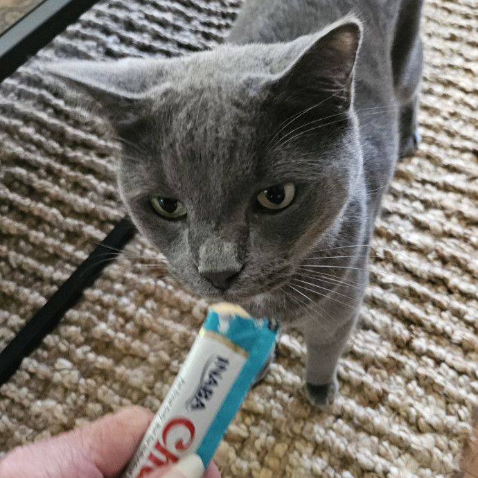 Blue Ribbon Cat Sitter Of Queen City