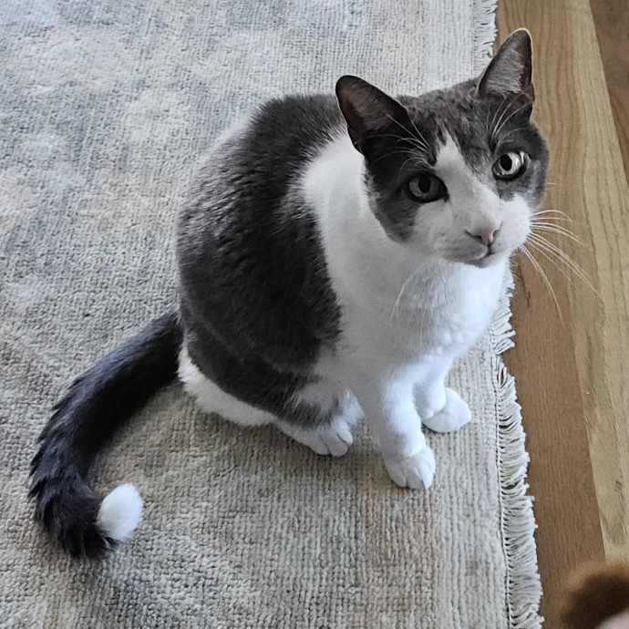 Blue Ribbon Cat Sitter Of Queen City